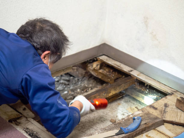 Best Local Mold Removal Service  in Little Falls, MN