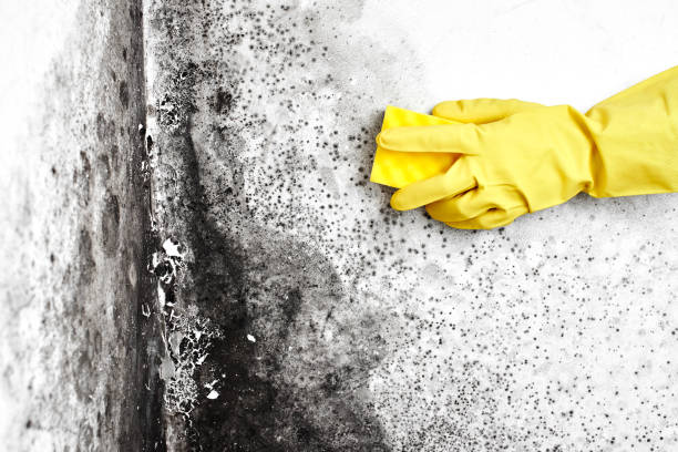 Best Attic Mold Removal  in Little Falls, MN