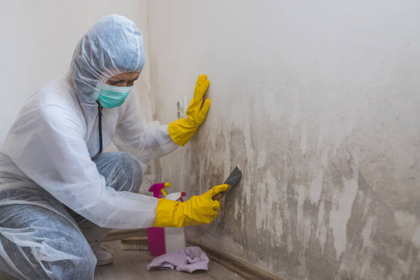 Best Mold Testing  in Little Falls, MN