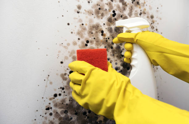 Trusted Little Falls, MN Mold Removal Experts