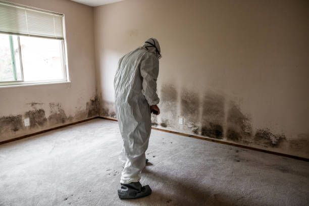 Best Affordable Mold Removal  in Little Falls, MN
