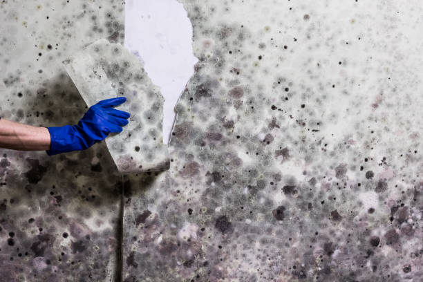 Best Mold Damage Repair  in Little Falls, MN